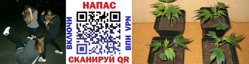 МАРИХУАНА планчик Приозерск